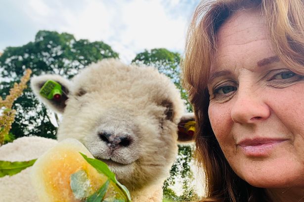 Cumbrian shepherdess vows to keep breeding ancient type of sheep to stop them from going extinct