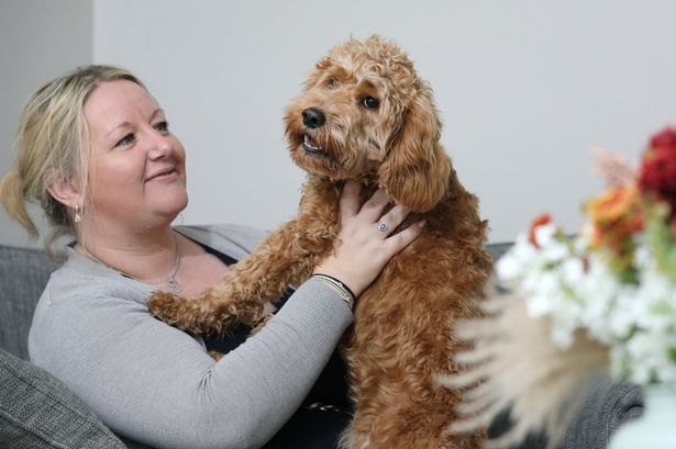 Paralysed puppy able to walk again thanks to 3D printer helped repair his spine