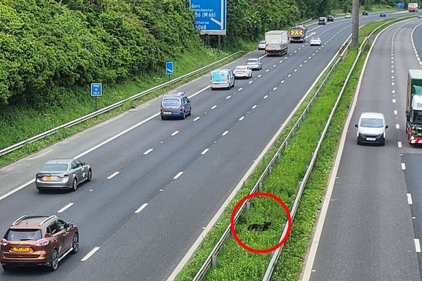 The poor dog who spent 18 hours stranded in the middle of a motorway