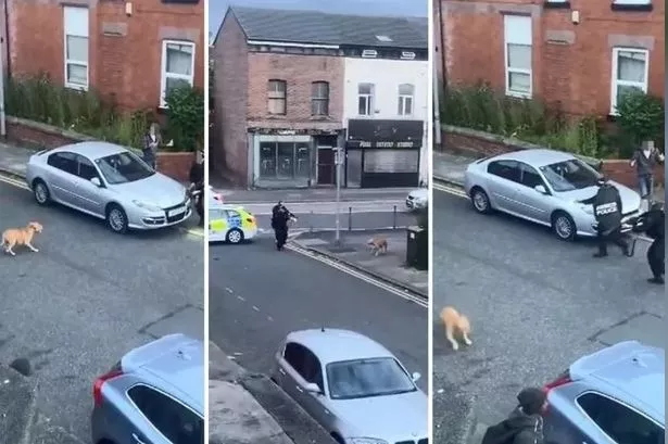 XL Bully dog shot dead by armed police after horror street attack on woman