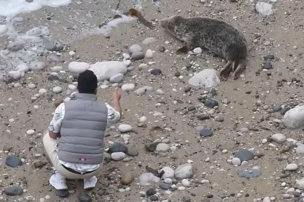 Horror footage shows moment man throws stone at seal on beach