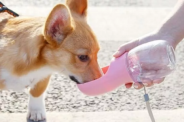 Amazon’s £11 portable dog water bottle is a summer essential for pet owners