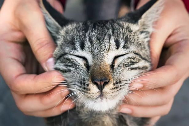 Deadline today for cat owners to microchip their pets or face £500 fine