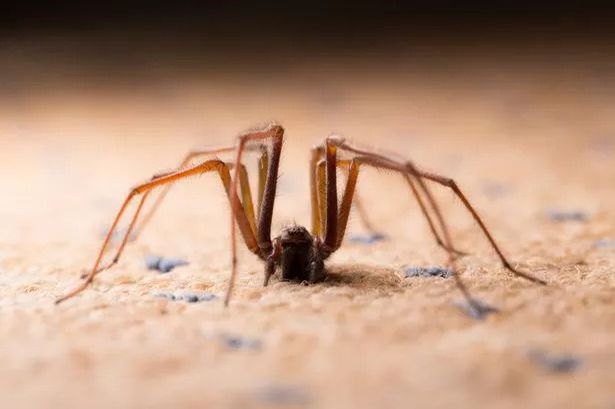 Asda’s £1.40 peppermint oil hack to keep spiders out of your home this summer