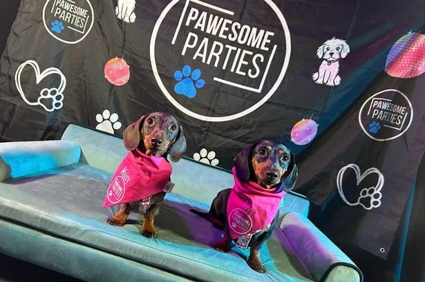 Doggy Disco with ball pit and unlimited treats coming to Blackpool this weekend