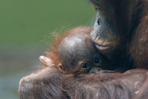 Adorable Blackpool Zoo orangutan Jarang faces agonising wait as visitors praise ‘amazing’ mum