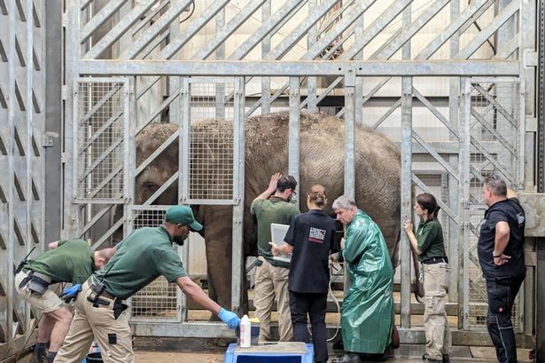 Major milestone for the pregnant elephants at Blackpool Zoo