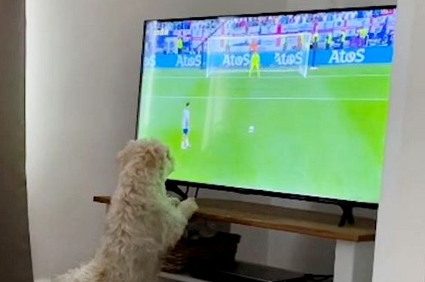 Adorable moment Manchester City-mad dog cheers on England in Euros shootout win