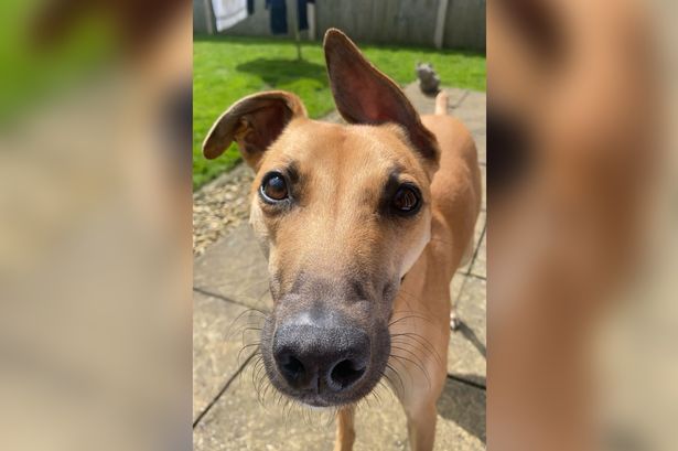 The quirky dog ‘full of character’ still waiting for his forever home after a year