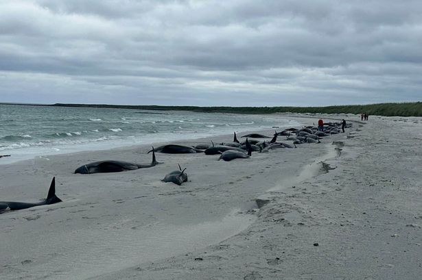 Tragic scenes as nearly 100 whales die after mass stranding on beach