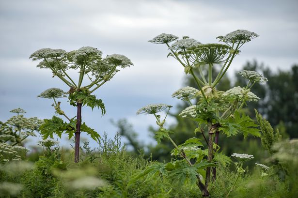 Map of Lancashire giant hogweed hotspots for 2024