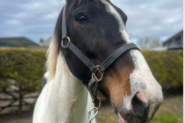 Man found guilty of over-working exhausted and bleeding mare at Appleby Horse Fair