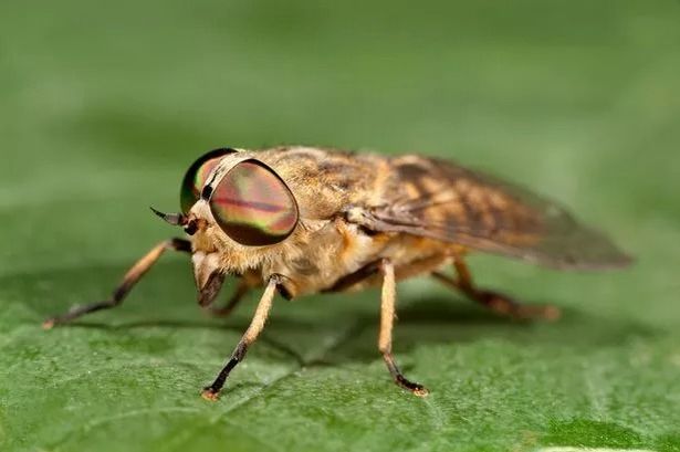 Summer alert as bug with ‘most painful bite in UK’ can tear through clothes