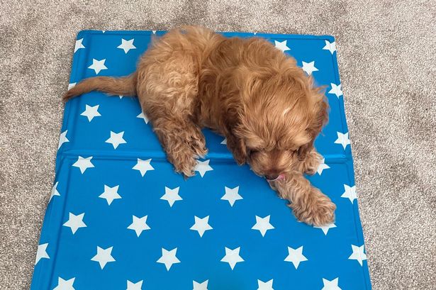 ‘I’m a first-time puppy owner and these are my best buys and hacks to stop my dog from overheating’