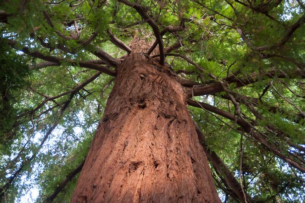 Why dozens of ‘the largest trees in the world’ are being planted across Lancashire