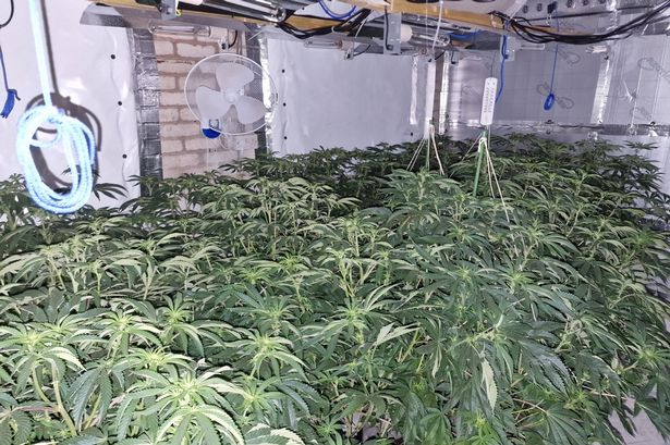 Large cannabis farm ‘posed fire risk’ after police make ‘terrifying’ discovery