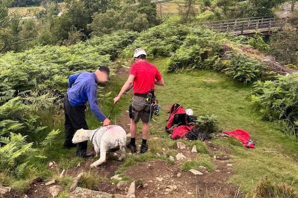 Injured sheep rescued from ledge after suspected ‘dog attack’