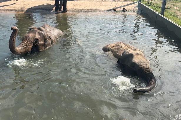 Blackpool Zoo elephants dive into new fitness regime as they prepare to give birth