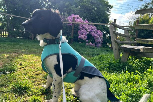 ‘I bought this Amazon-bestselling cooling pet vest for my dog – it’s a must-have this heatwave’