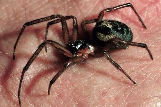 The giant false widow spiders set to invade our homes in weeks as mating season starts – five ways to keep them out