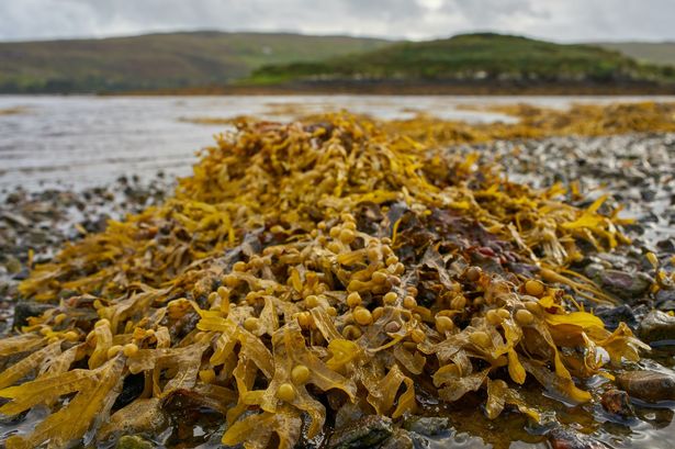 Eating seaweed ‘may help to prevent Parkinson’s disease’, study suggests