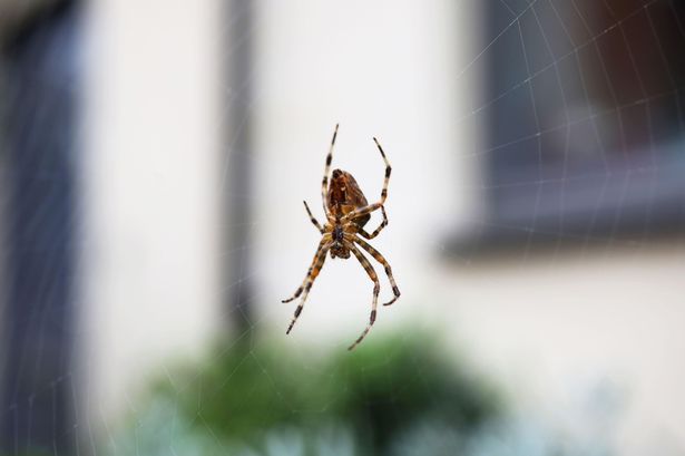 90p tip ‘keeps spiders out of your home for good’