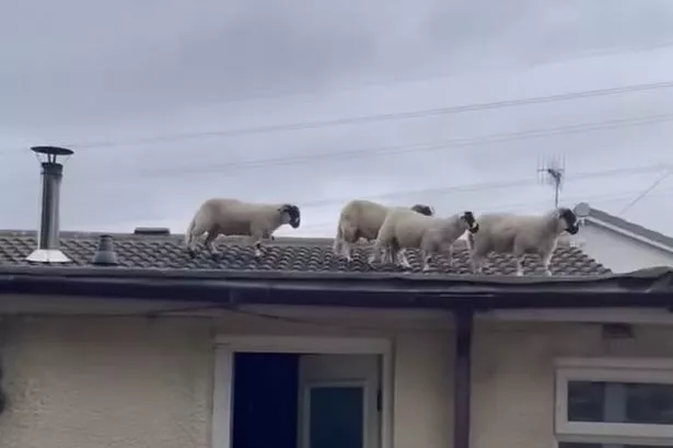 Couple woken by strange noise find flock of sheep wandering on their roof