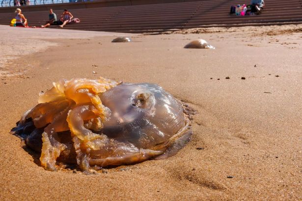 Lancashire waters braced for jellyfish invasion as experts warn of ‘booming population’