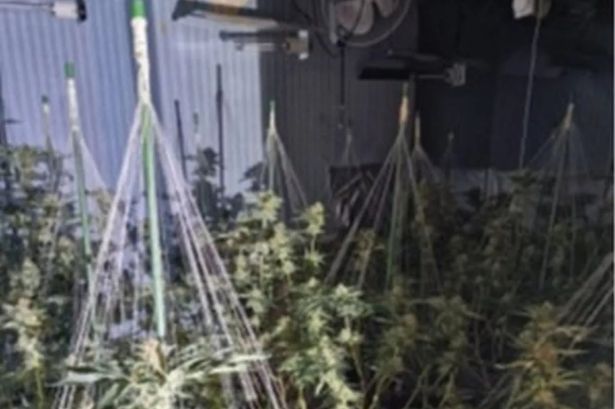 Police find another cannabis farm in Preston – the second in three days