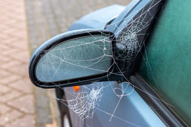 Drivers warned common fear could result in £1,000 fine as September marks ‘spider season’