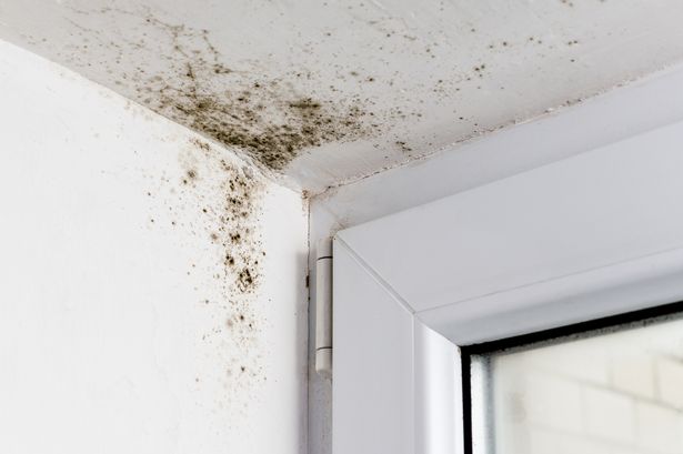 UK renters issued fresh advice on mould after toddler’s death