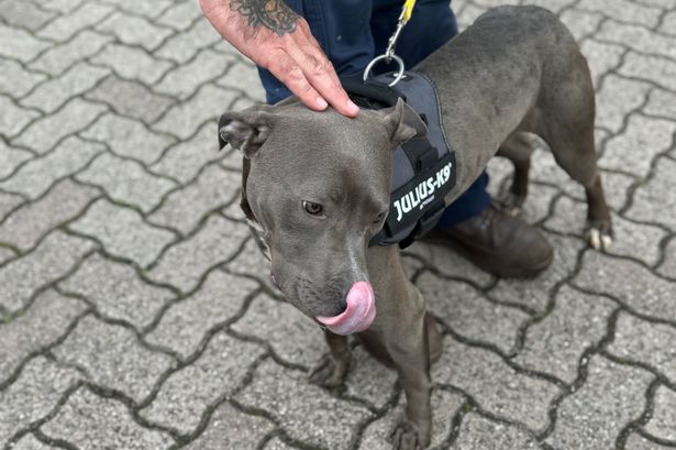 ‘Friendly and lovely natured’ dog found abandoned with electric cable in her legs and neck