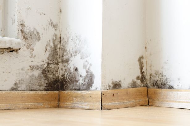 Expert’s hacks to tackle mould caused by wet weather – Exactly when to open your windows