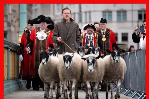 Hollywood actor Damian Lewis takes part in bizarre tradition as he herds sheep over the River Thames