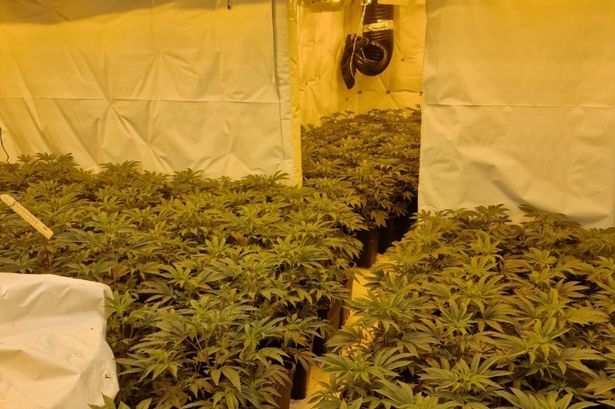 Police bust huge cannabis farm in raid as ‘green fingered resident’ arrested