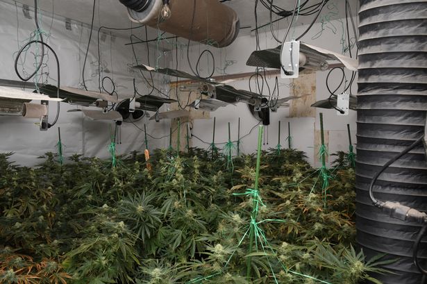 Huge cannabis farm uncovered after police and bailiffs burst into Burnley building