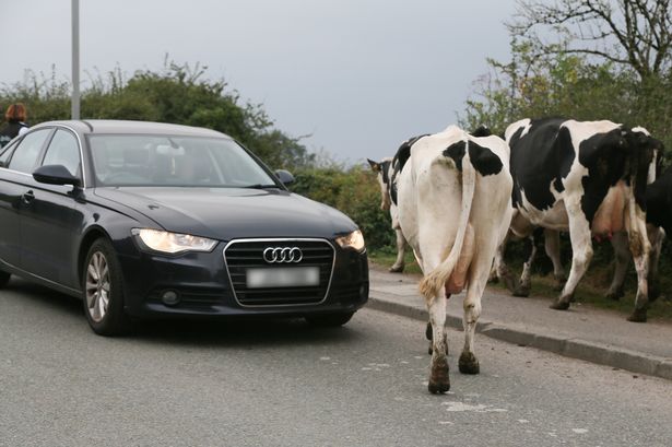 Farmer blasts motorists who abuse her staff over a 60-year-old tradition