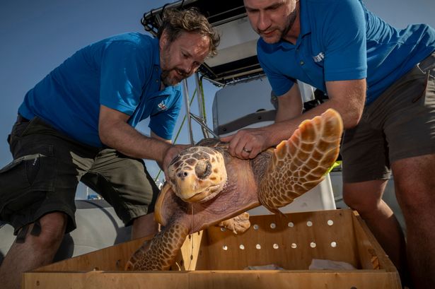 The injured sea turtle which is back from the dead and now has her own passport and a new life in the Azores