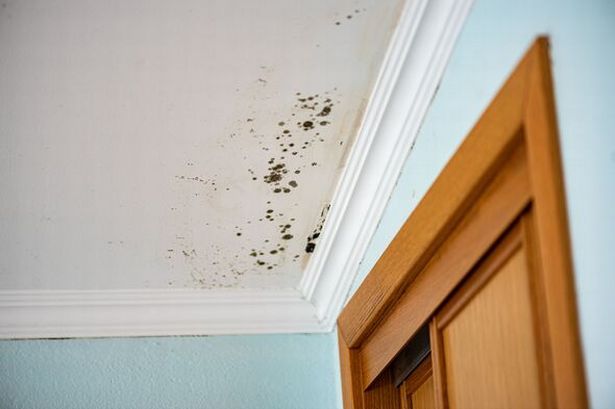 Remove mould fast and stop it regrowing for good with expert’s 1 ‘effective’ natural item