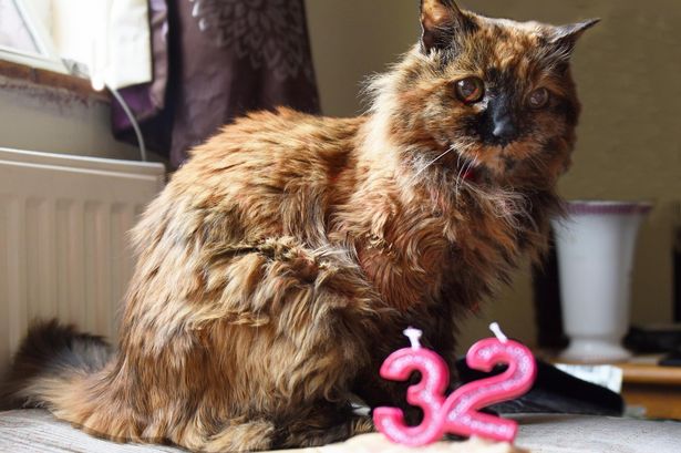 ‘World’s oldest cat’ Rosie dies at 33 as her heartbroken owner pays tribute