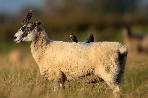 Sheep appears to smile while letting three birds to perch on its body