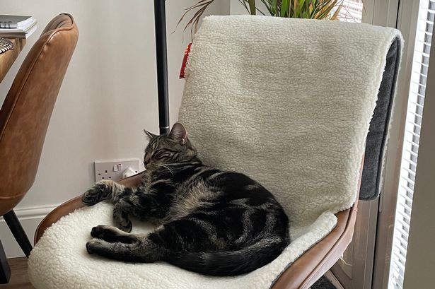 ‘This cosy heated chair pad is a must-have in cold weather – my pets love it too’