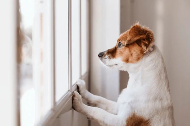 Interactive dog toy that’s ‘great for keeping pups entertained’ is a favourite for owners and their pets