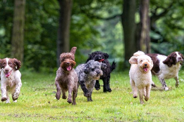 These three dog breeds are perfect if you hate cleaning the house