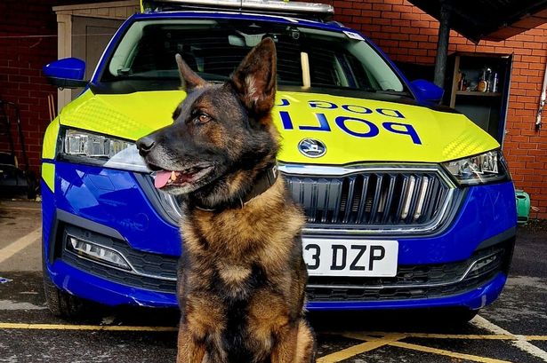 Police dog catches man hiding in bushes on M61 after fleeing crash