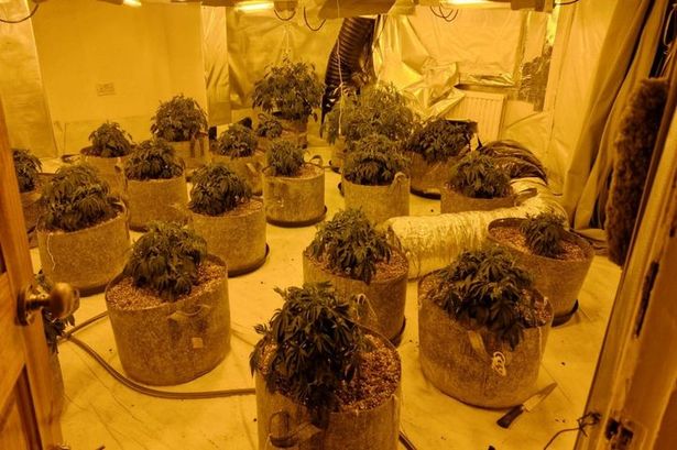 ‘Drugs are not welcome in the Ribble Valley’ say police as live cannabis cultivation found in Chatburn