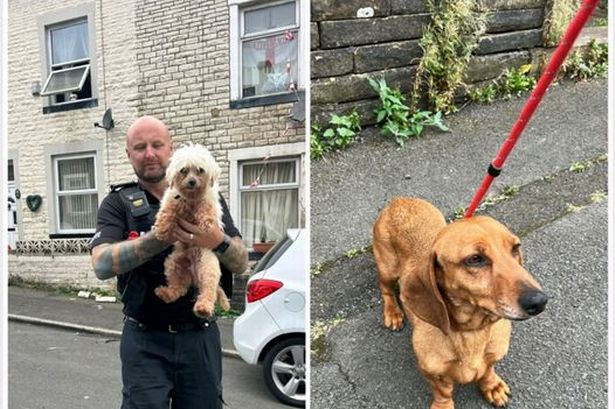 Two dogs found by police roaming streets of Nelson