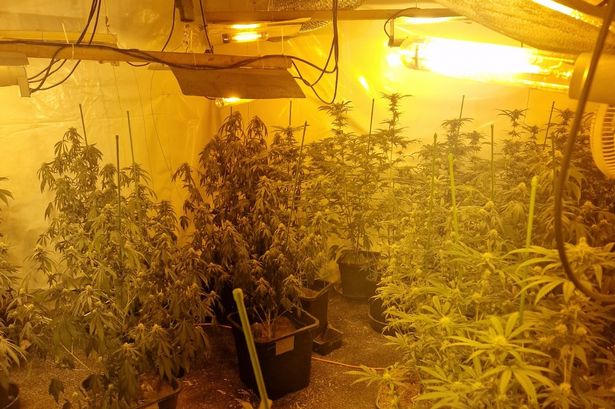 Wanted man arrested after cannabis farm uncovered in police raid