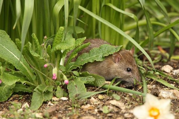 Rats ‘run away’ from gardens if they smell 3 cheap kitchen items they ‘hate’