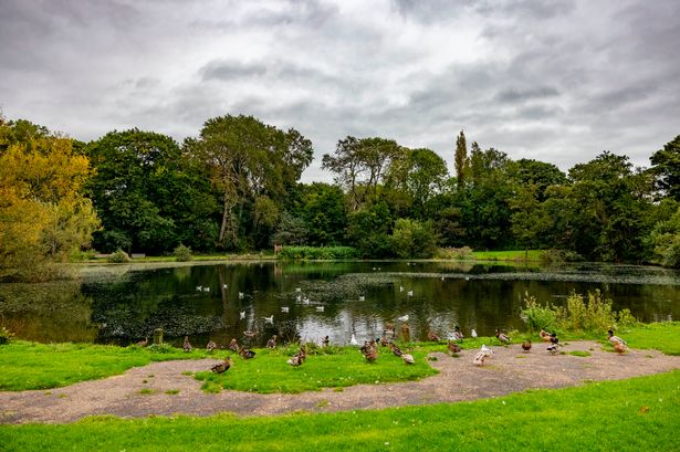 A new ‘mini forest’ set to be created in Lancashire park